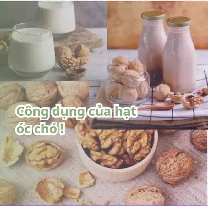 công dụng của hạt óc chó